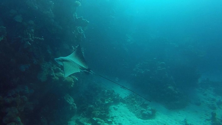 Eagle Ray at Marsa Nakari house reef by Gerhard Pichler